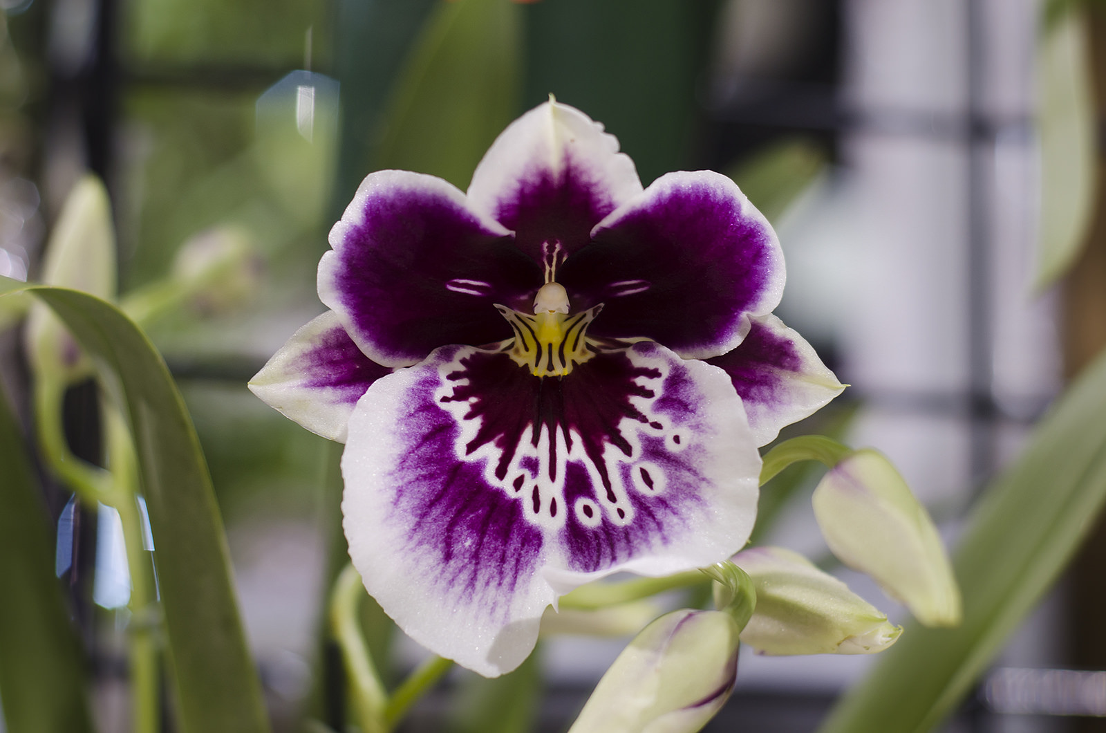 Orchid Image