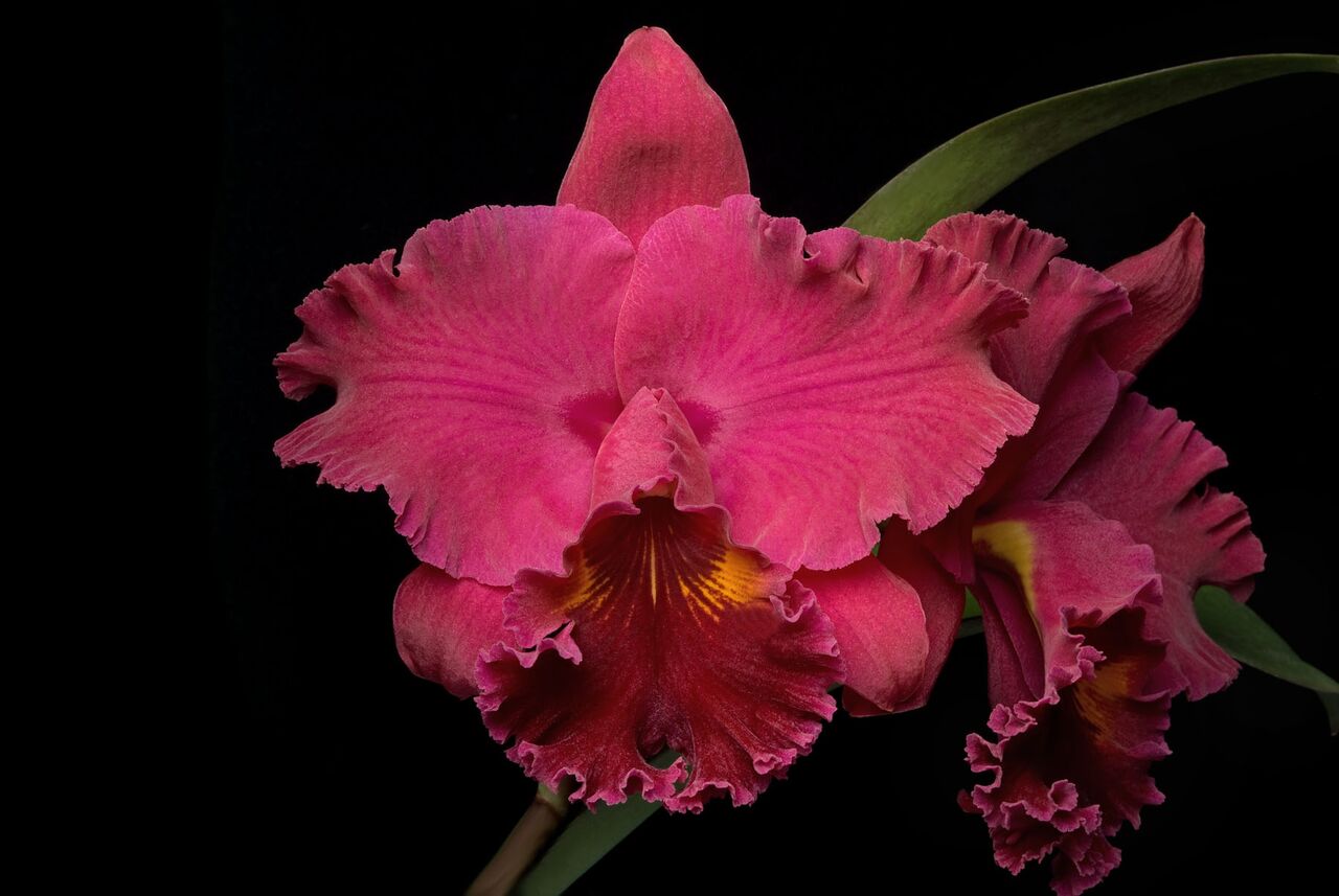 Orchid Image